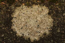 Image of rim lichen