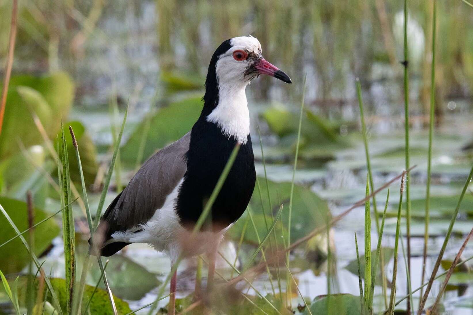 Image of Long-toed Lapwing