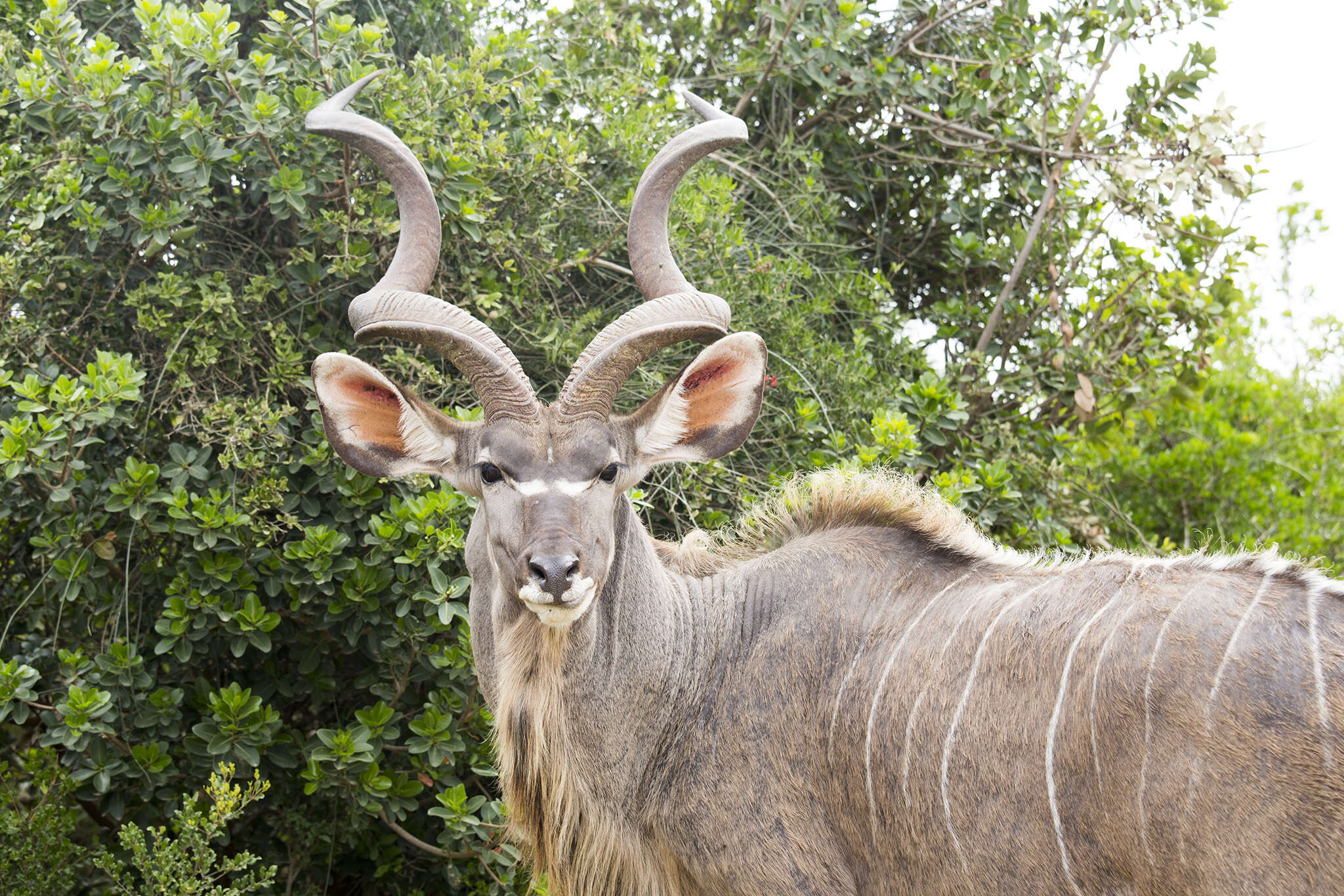 Image of Strepsicerotini