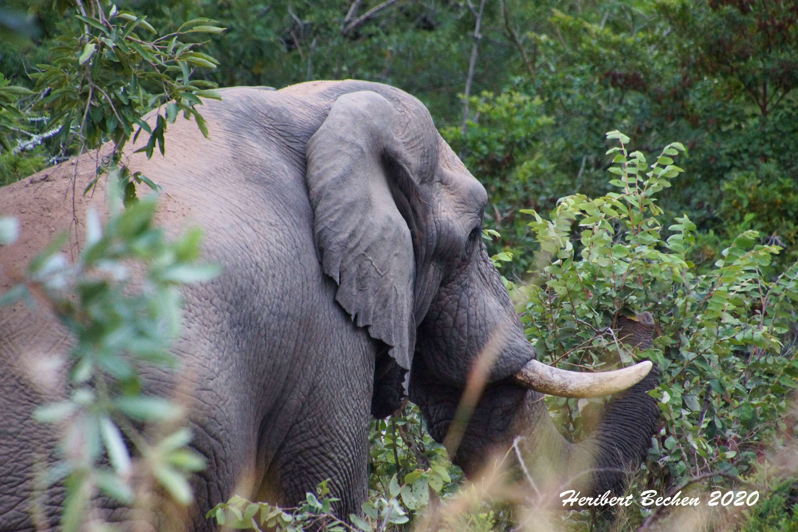 Image of African elephant