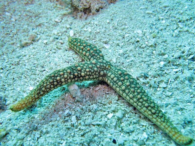 Image of Rose sea star