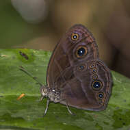 Image of Small Stately Bush-brown