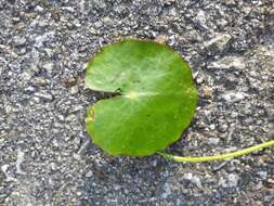 Image of yellow floatingheart