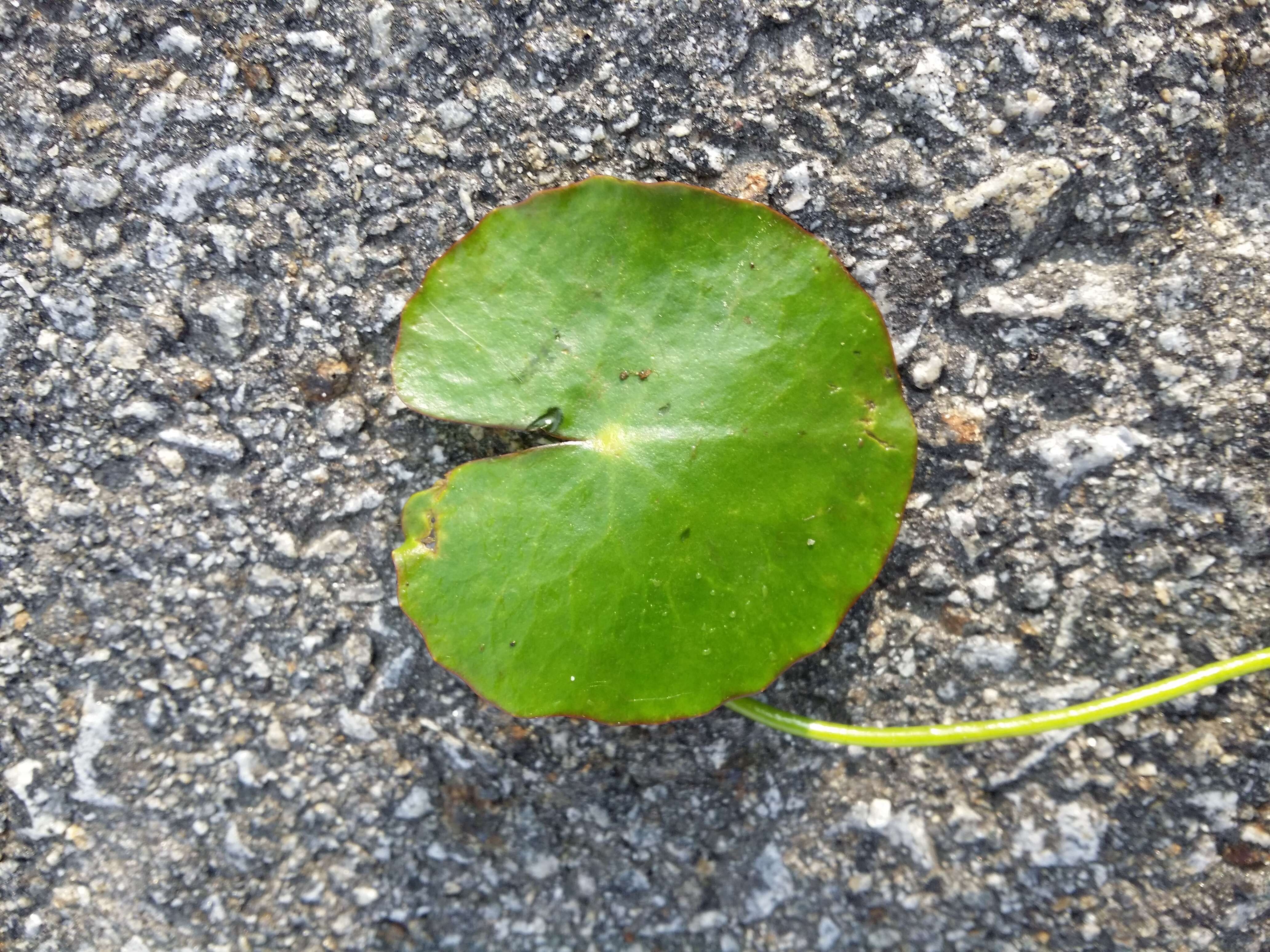 Image of yellow floatingheart