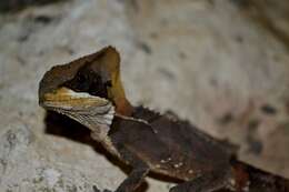 Image of Hernandez's helmeted iguana