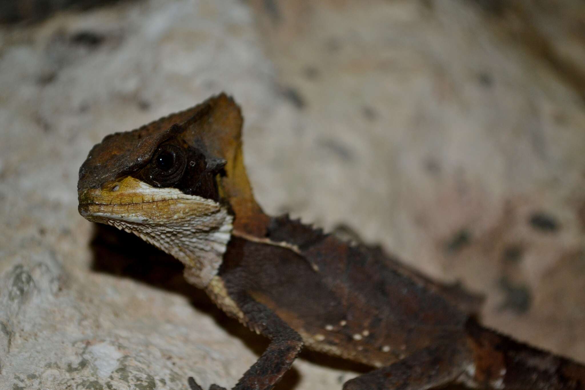 Image of Hernandez's helmeted iguana