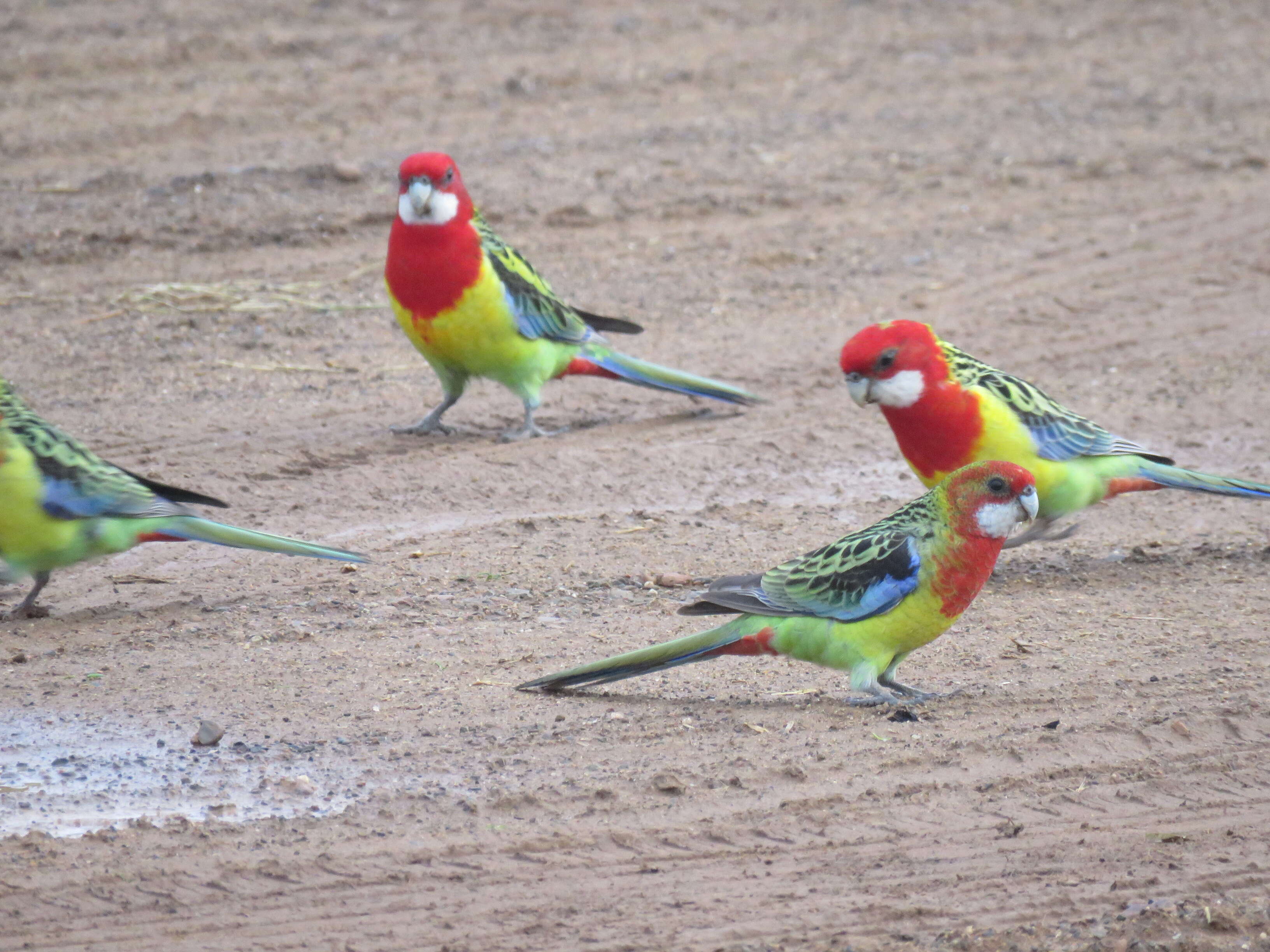 Image of Eastern Rosella