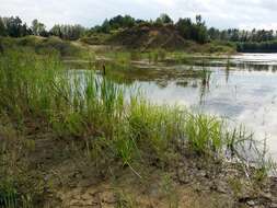 Image of Scirpus radicans Schkuhr