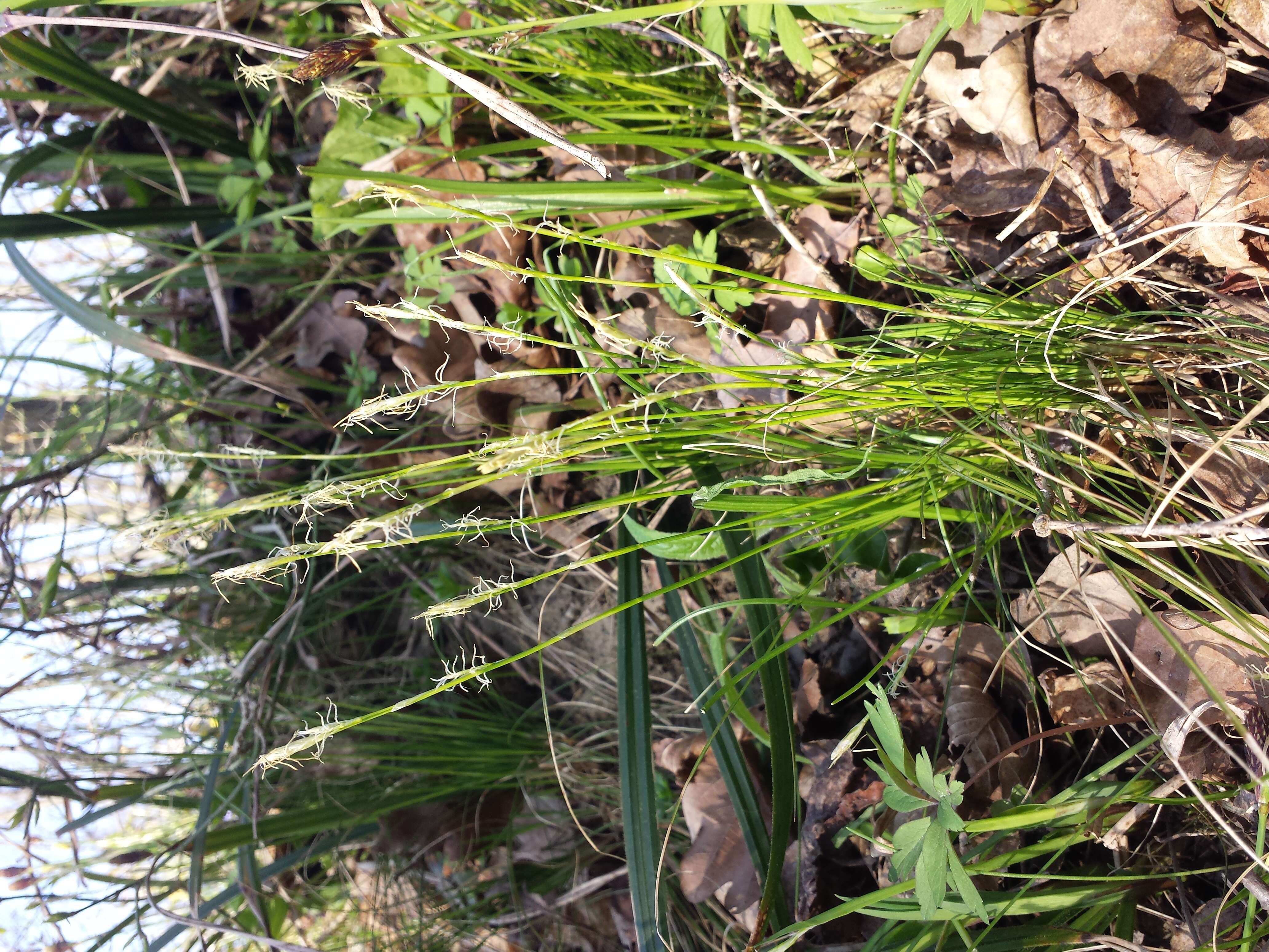 Image de Carex alba Scop.