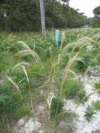 Image of Austrostipa mollis (R. Br.) S. W. L. Jacobs & J. Everett