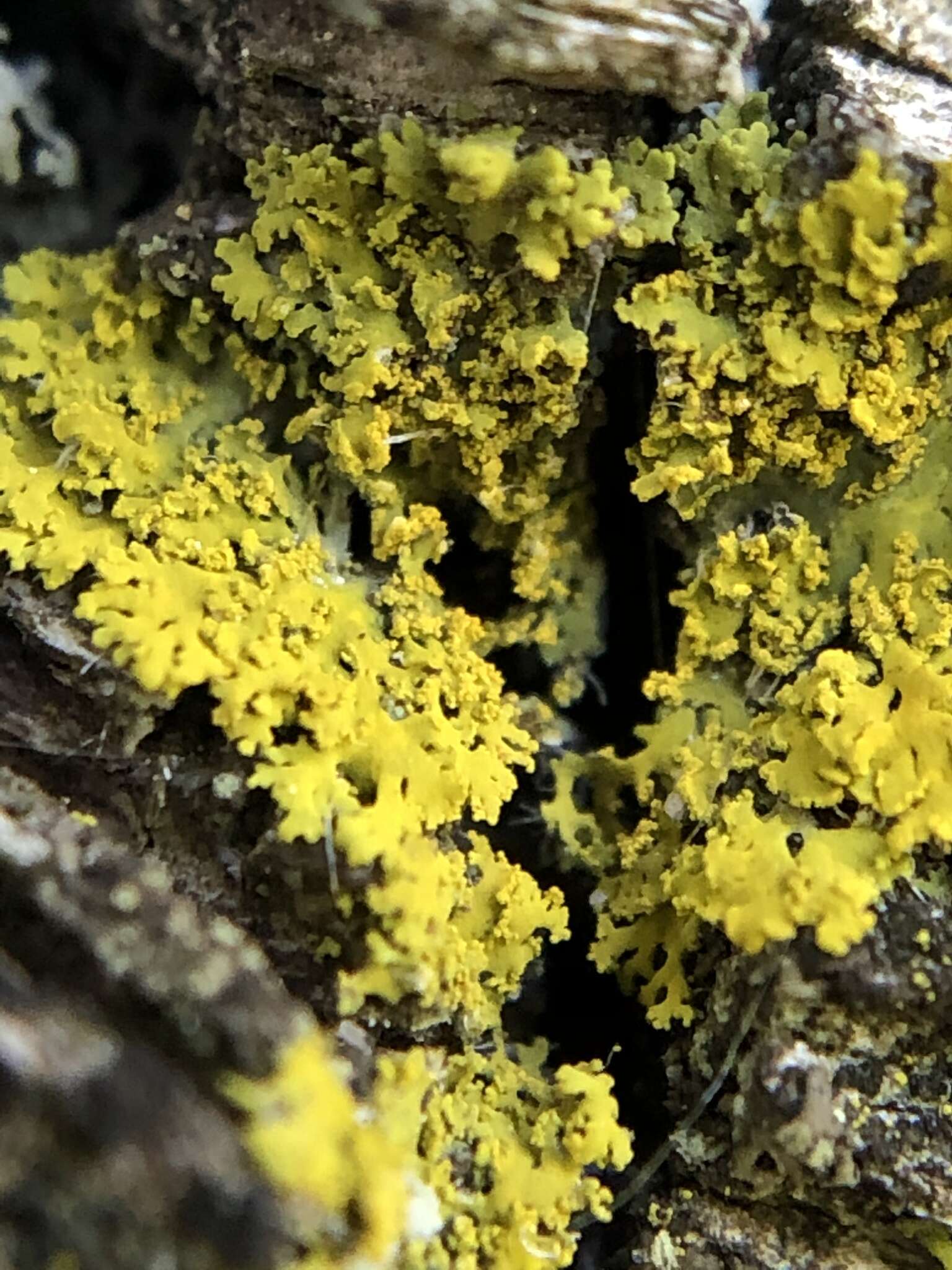 Image of lemon lichen