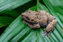 Image of Horrible bug-eyed frog