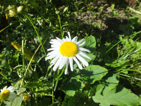 Image of Oxeye Daisy