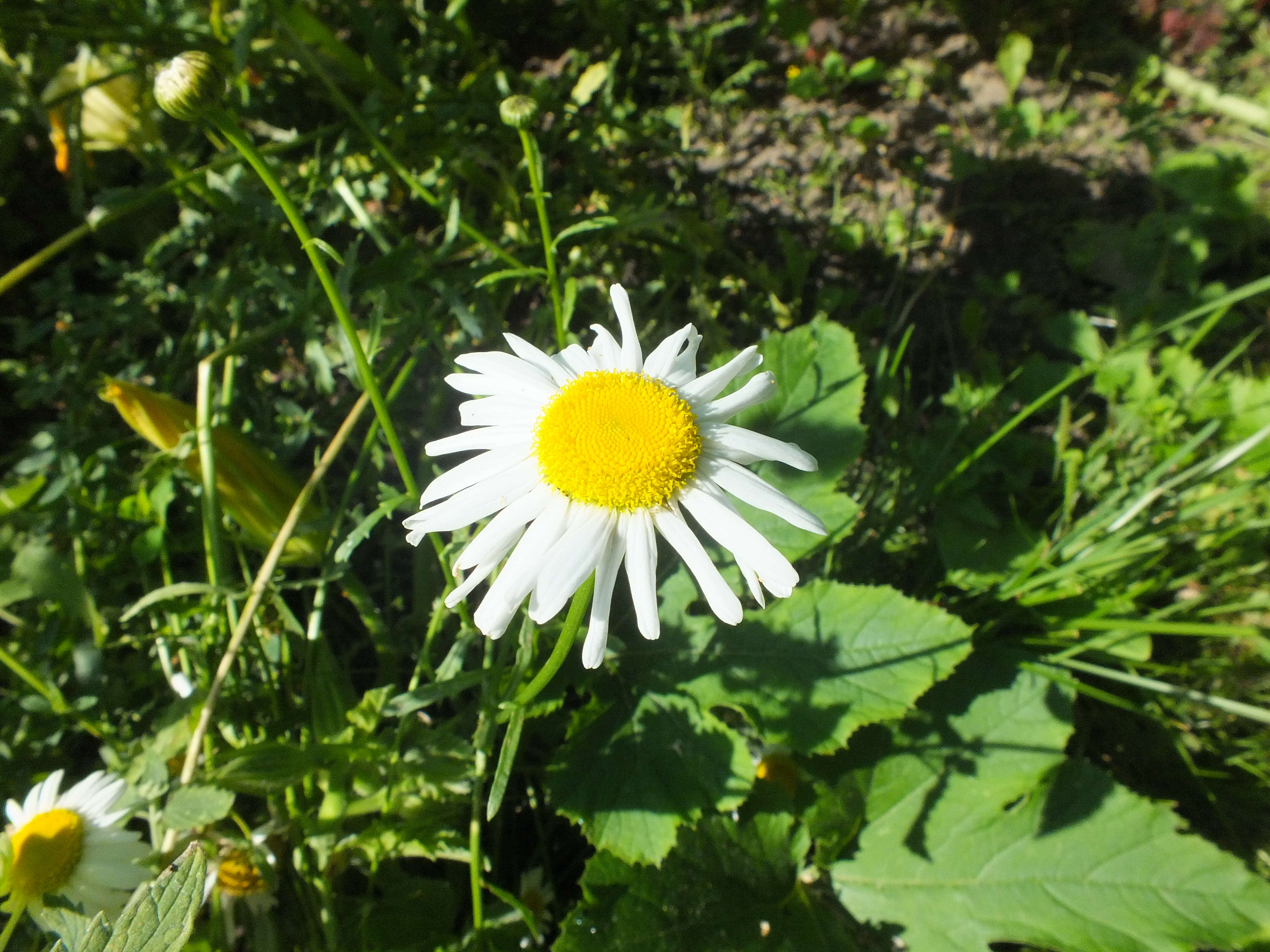 Image of Oxeye Daisy