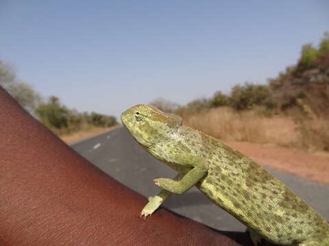 Image of Senegal Chameleon