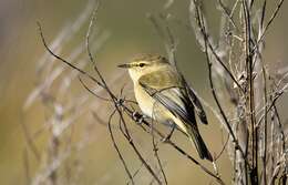 Image of Common Chiffchaff