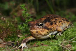 Image of Namaqua Rain Frog