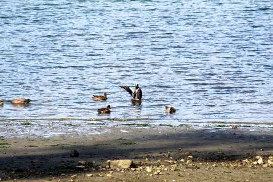 Image of American Wigeon