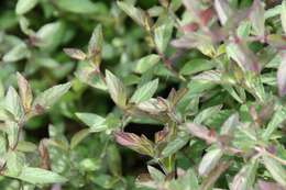 Image of Salvia sinaloensis Fernald