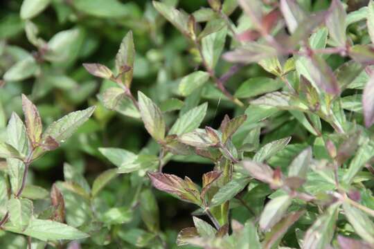 Image of Salvia sinaloensis Fernald