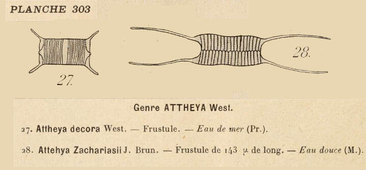 Image of Attheya