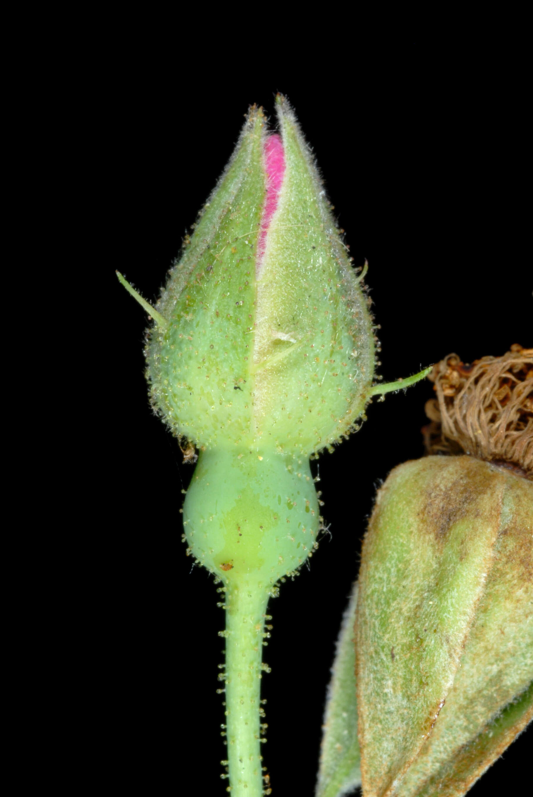 Image of climbing rose