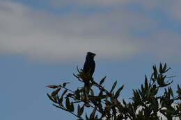 Image of Blue Grosbeak