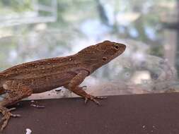 Image of Bahaman brown anole