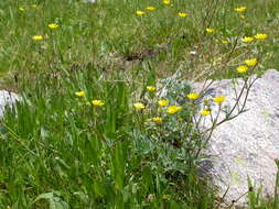 Image of Mountain-Meadow Cinquefoil