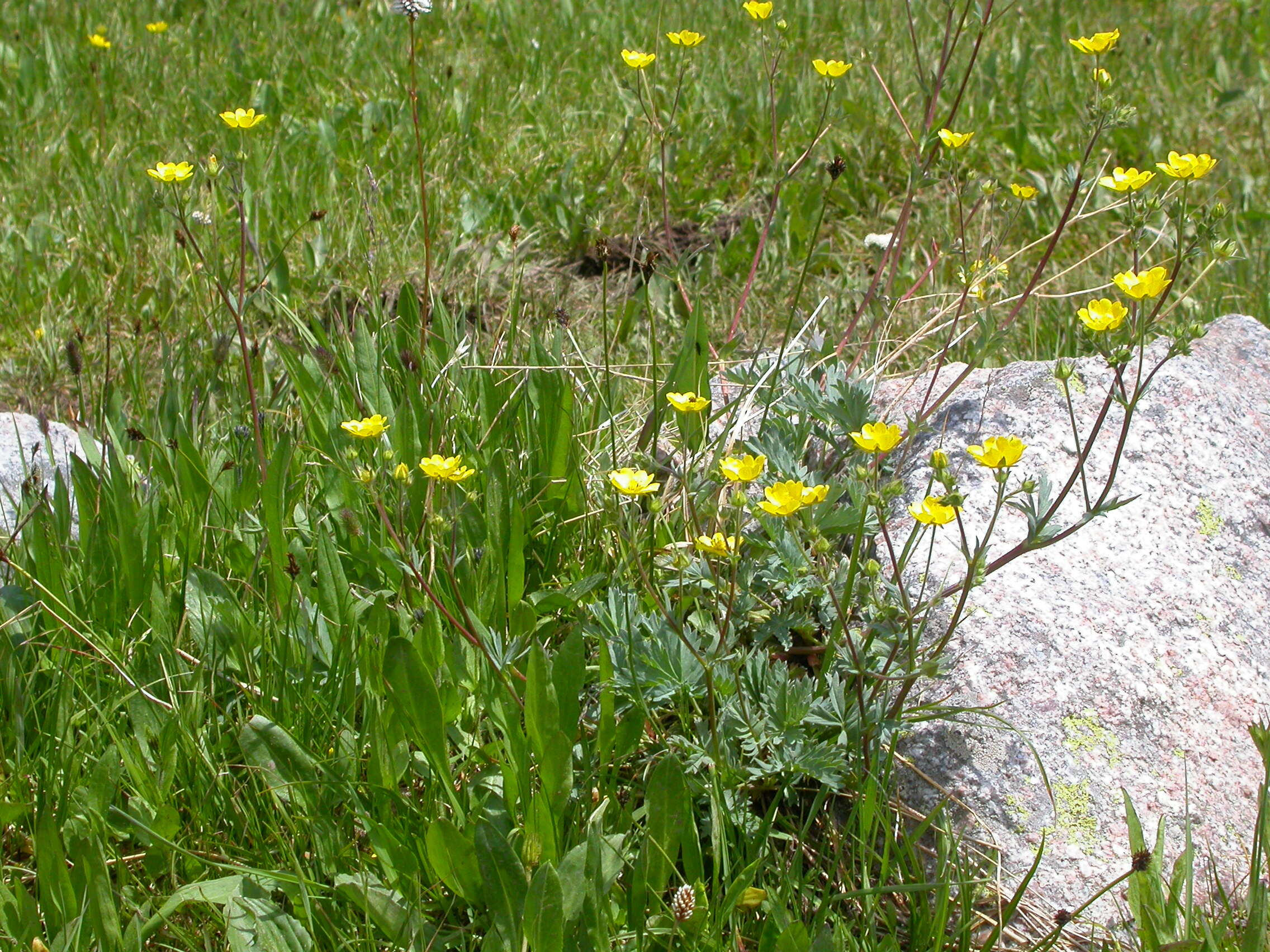 Image of Mountain-Meadow Cinquefoil