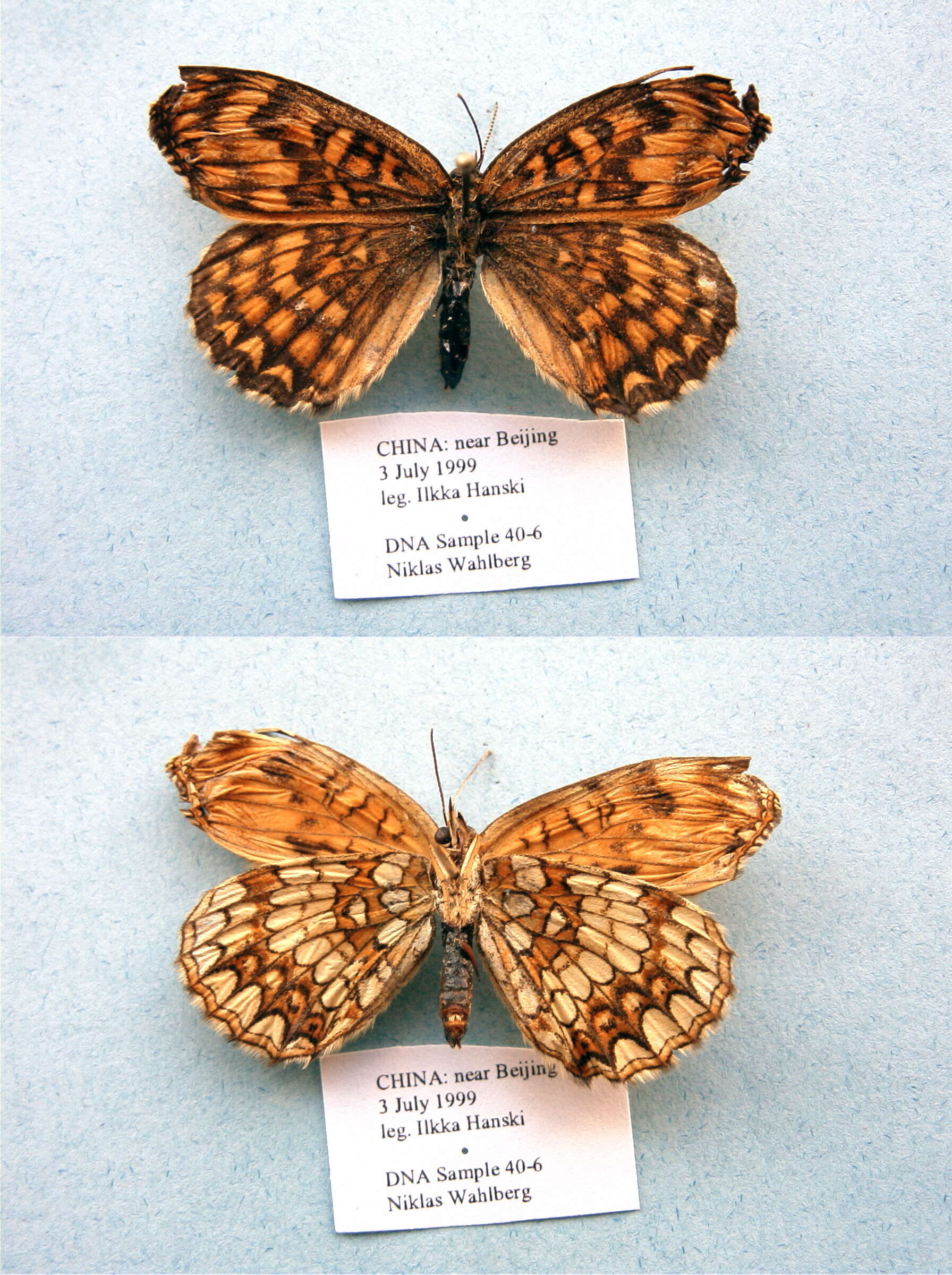 Image de Melitaea diamina