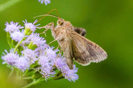 Image of Soybean Looper