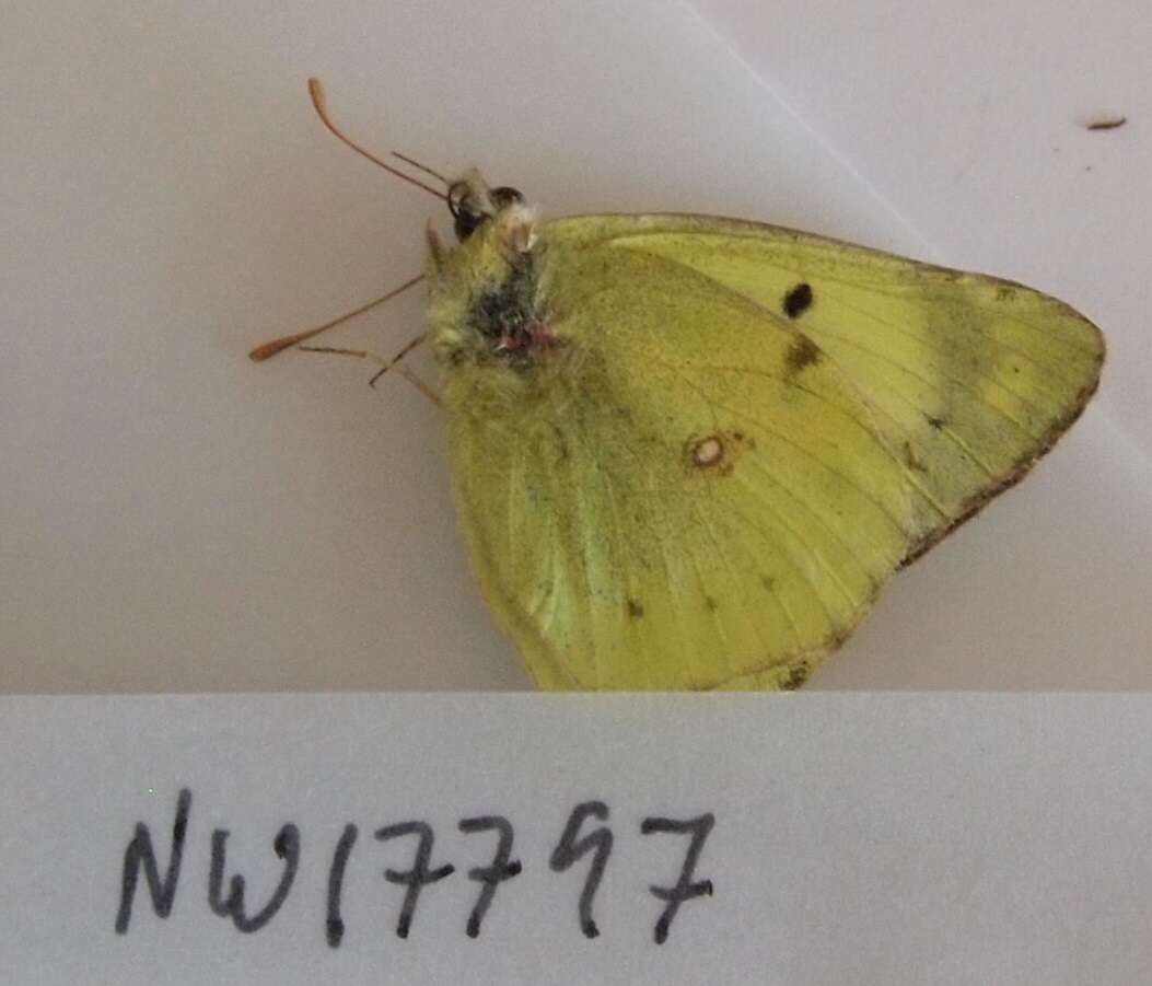 Image of bergers clouded yellow