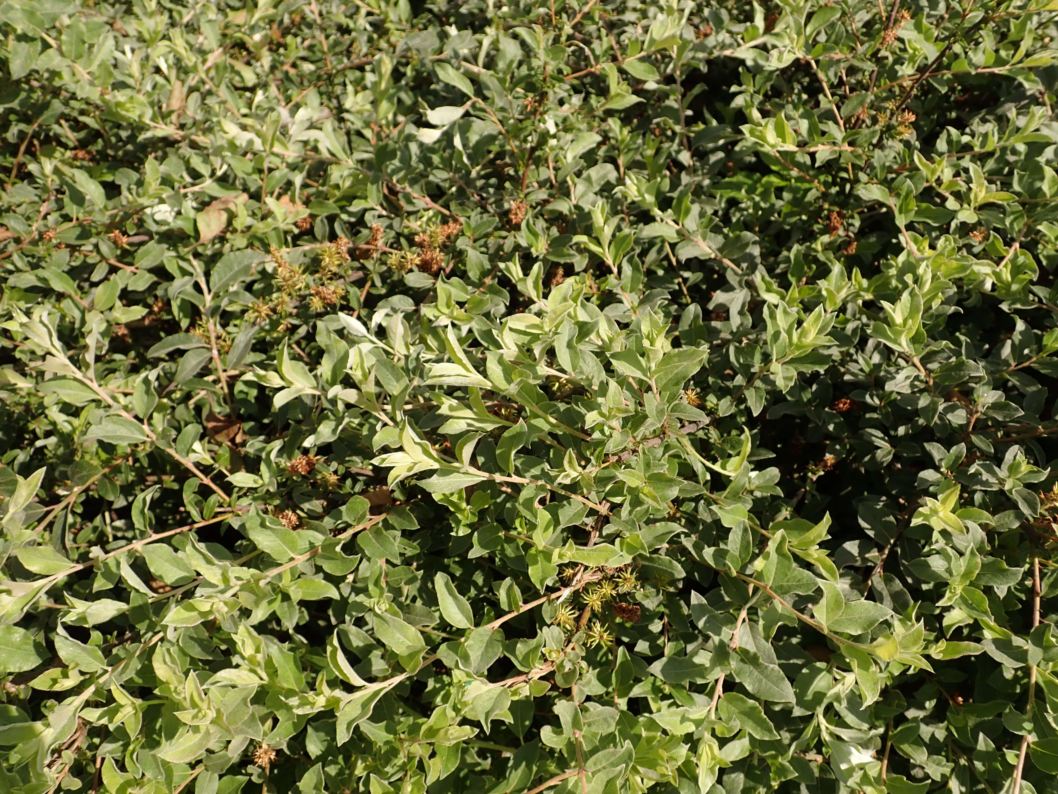 Image of Salix alpina Scop.