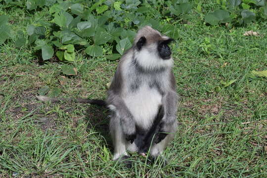 Image of Semnopithecus hypoleucos