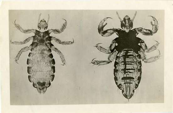 Pediculus humanus humanus Linnaeus 1758 resmi