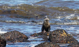 Image of African Clawless Otter