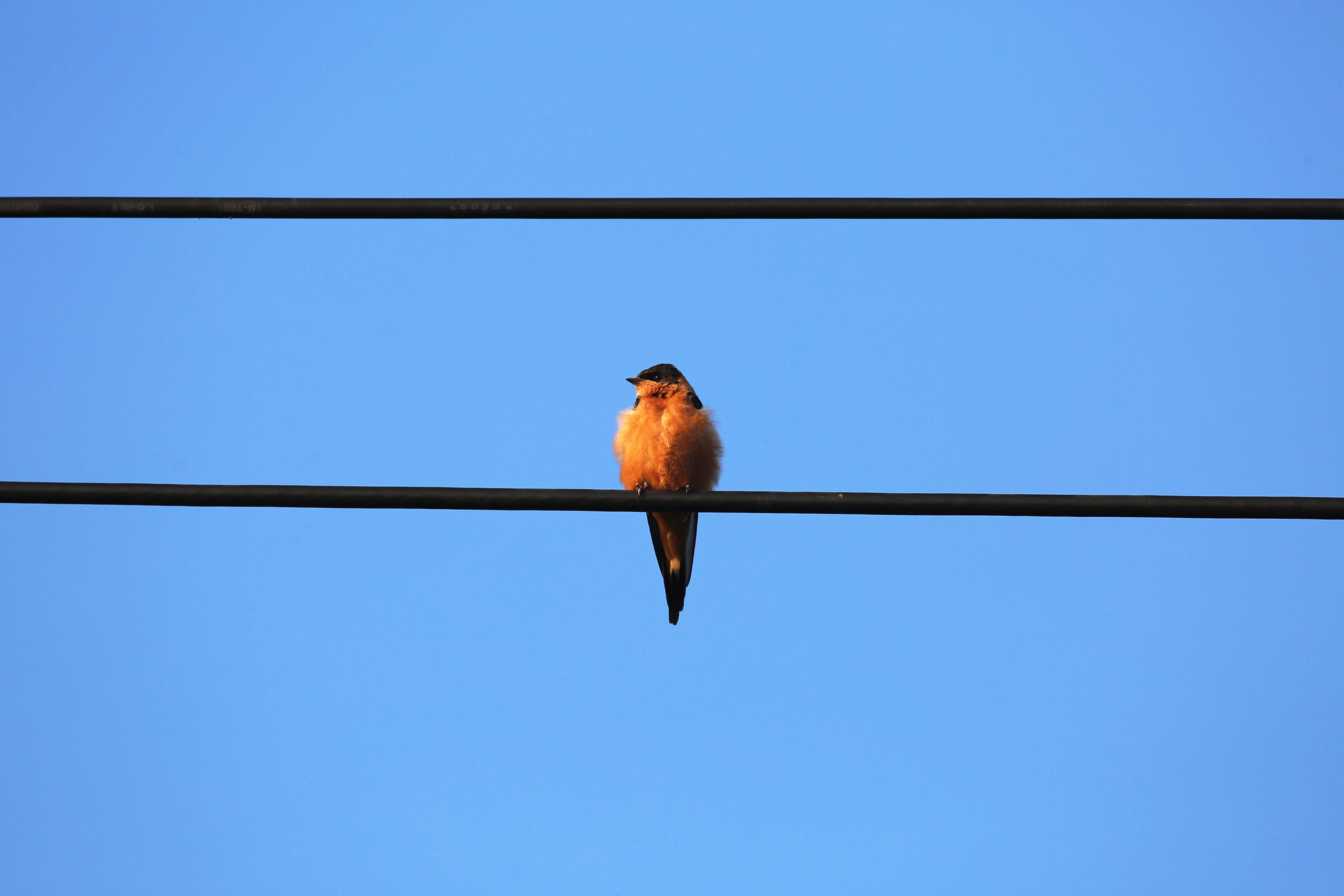 Image of Red-breasted Swallow
