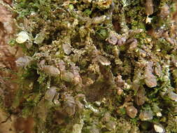 Image of dilated scalewort