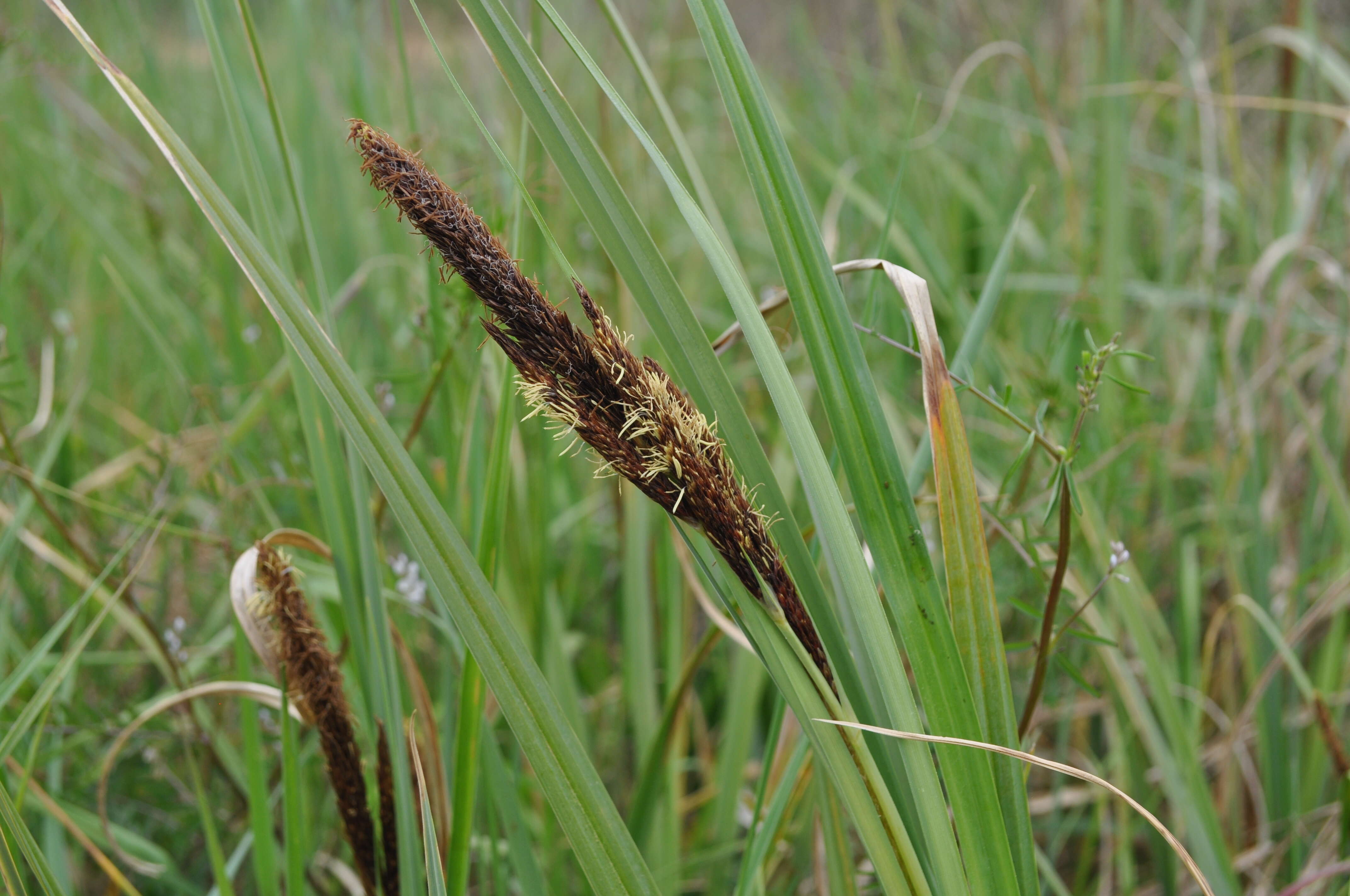 Image of Greater Pond-Sedge