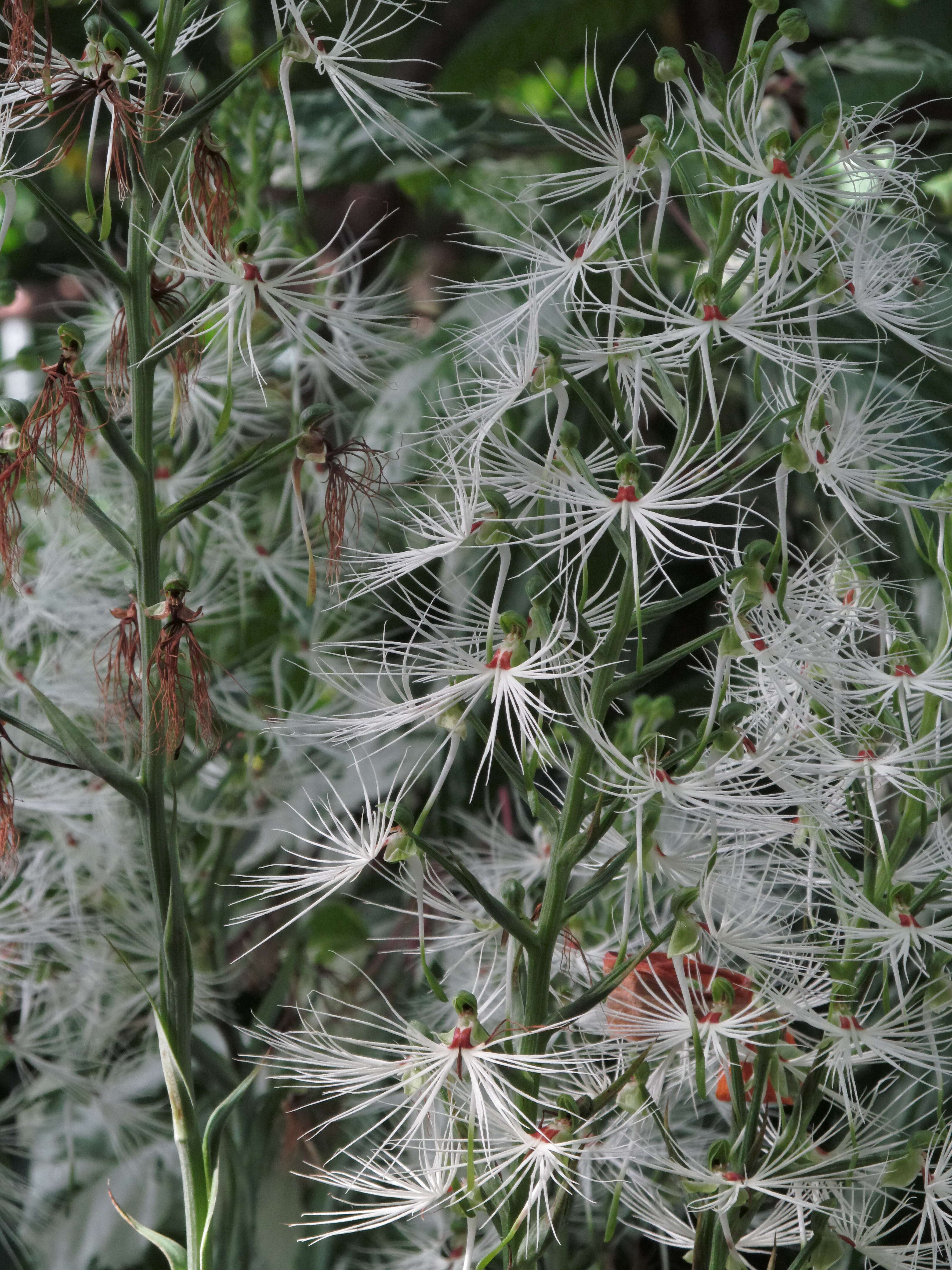 Habenaria medusa Kraenzl. resmi