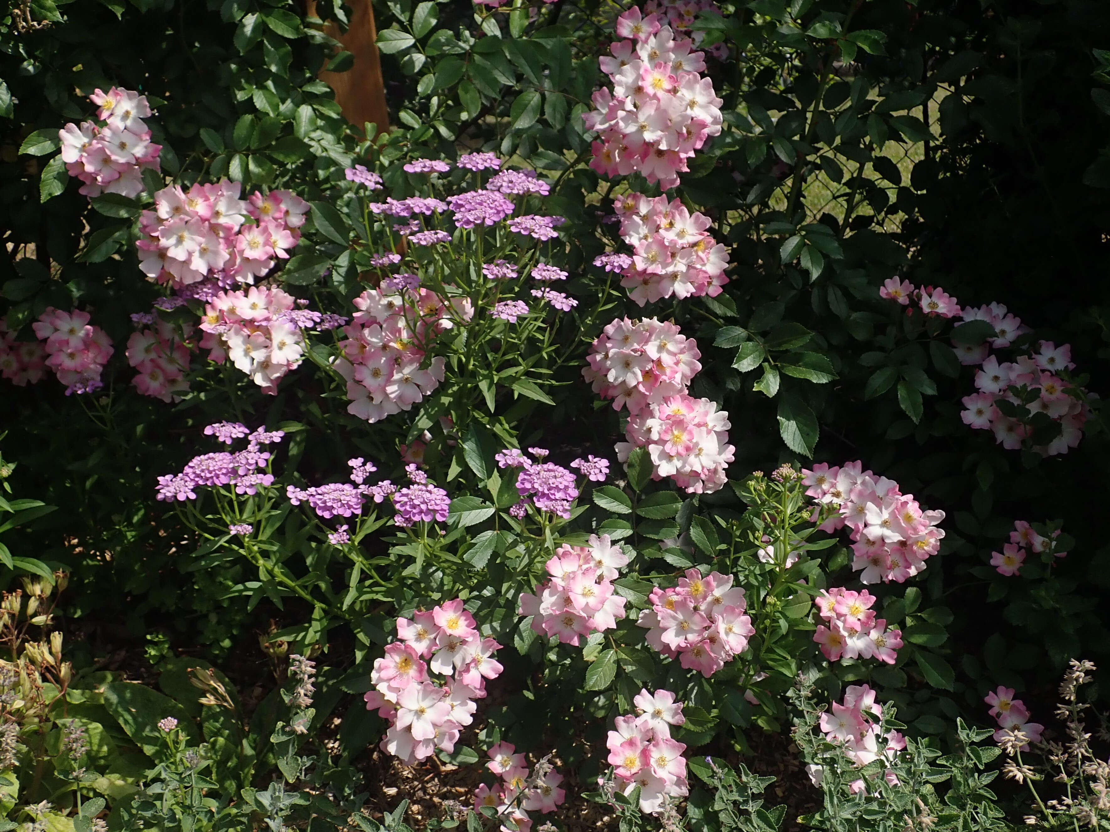 Plancia ëd Iberis umbellata L.