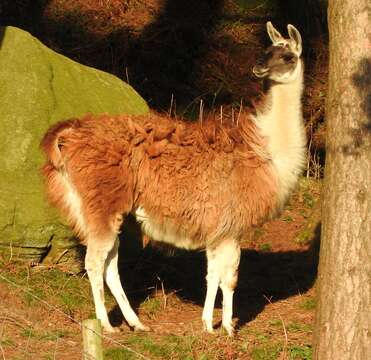 Image de Lama glama (Linnaeus 1758)