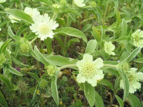 Image of Lomelosia prolifera (L.) W. Greuter & Burdet