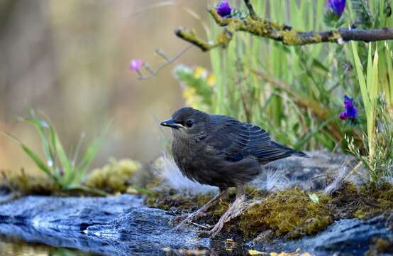 Image of Spotless Starling