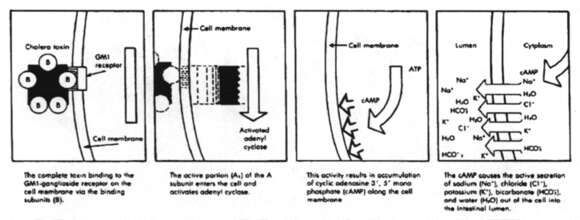 Image of Vibrio