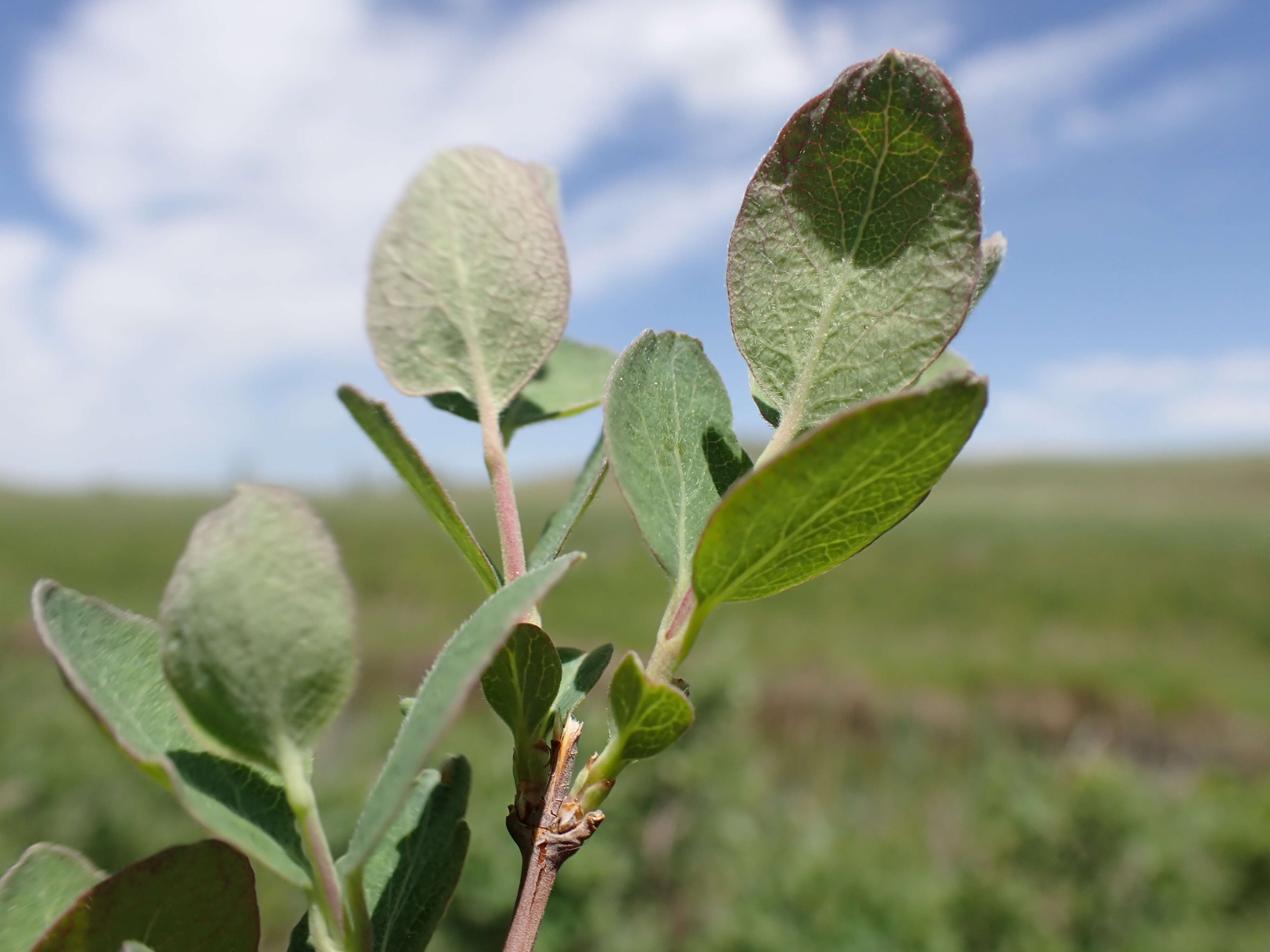 Image of western snowberry