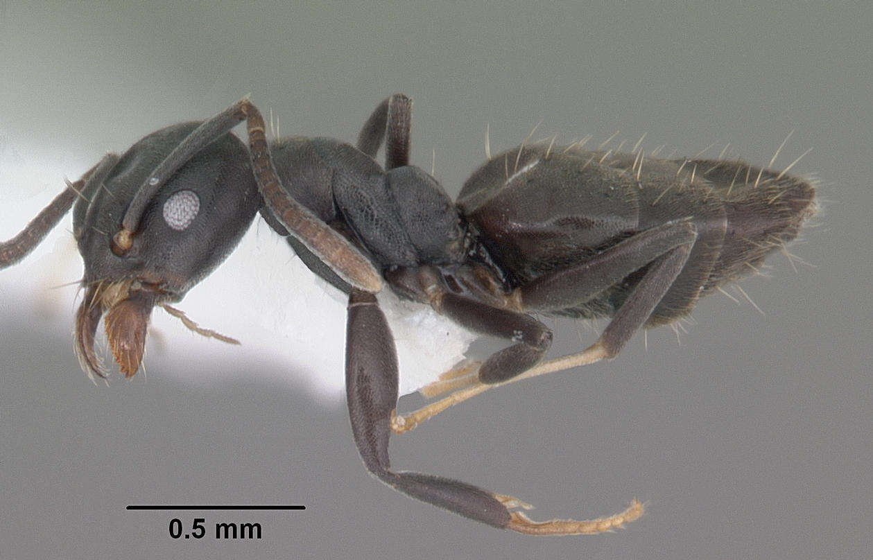 Image of Ant