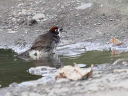 Image of Prevost's Ground Sparrow