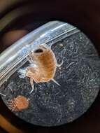 Image of jellyfish amphipods